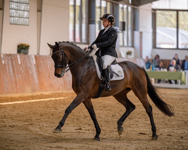 dressage horse Falcon Crest 4 (Westphalian, 2017, from Fürstenball)