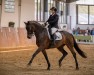 dressage horse Falcon Crest 4 (Westphalian, 2017, from Fürstenball)