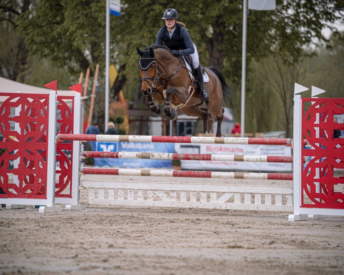 Springpferd Cascadeur 115 (Westfale, 2018, von Comme il Faut)