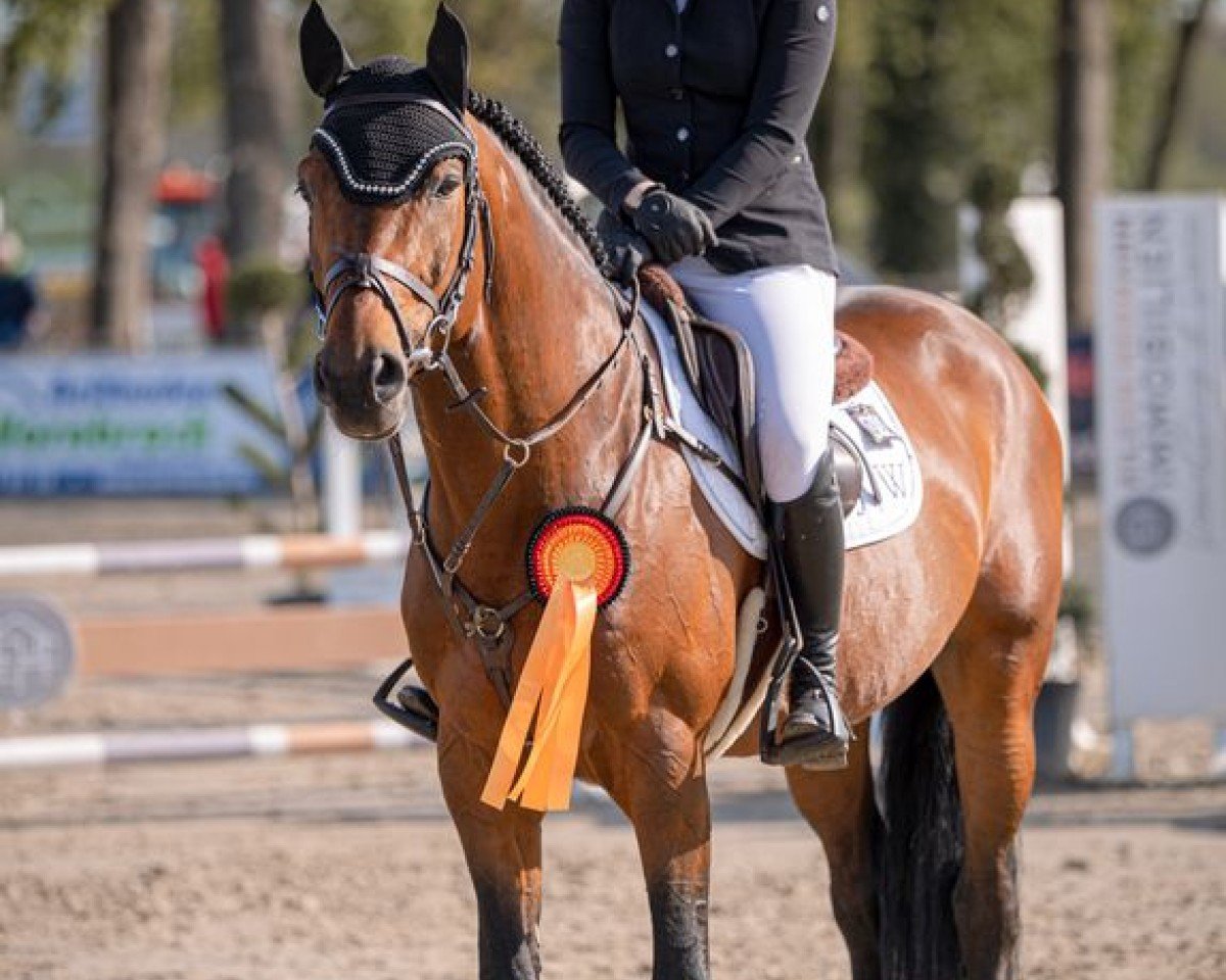 stallion Alf Semilly (Oldenburg show jumper, 2019, from Andiamo Semilly)