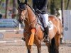 Deckhengst Alf Semilly (Oldenburger Springpferd, 2019, von Andiamo Semilly)
