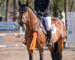 stallion Alf Semilly (Oldenburg show jumper, 2019, from Andiamo Semilly)