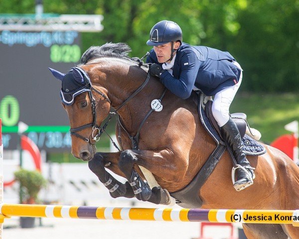 jumper Querido 75 (Holsteiner, 2016, from Quiran)