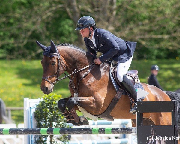 jumper Balisto S (German Sport Horse, 2014, from Balou du Rouet)