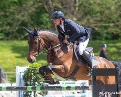 jumper Balisto S (German Sport Horse, 2014, from Balou du Rouet)