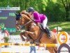 jumper Caracas 100 (Bavarian, 2012, from Curriculo)