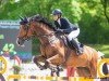 jumper Cascadella 3 (Hanoverian, 2015, from Cascadello)