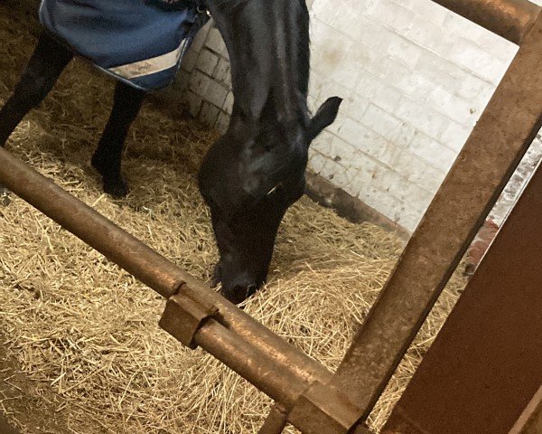 broodmare Evita (German Sport Horse, 2016, from Neustein)