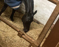 broodmare Evita (German Sport Horse, 2016, from Neustein)