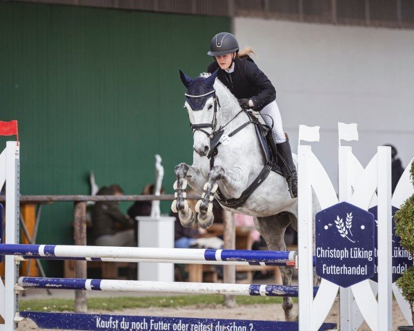 broodmare Coachella 7 (Oldenburg show jumper, 2013, from Christian 25)