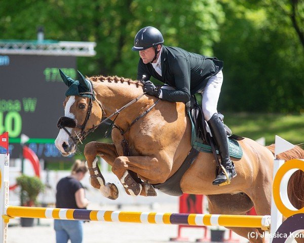 Springpferd Cora de La Rosa W (Württemberger, 2011, von Carrico)