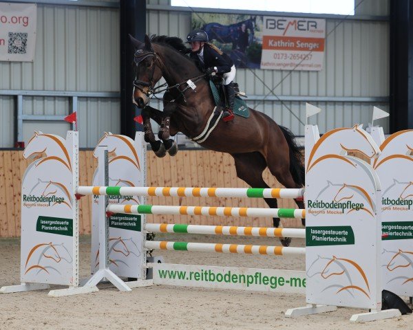 jumper Crasy Kandela (Oldenburg show jumper, 2018, from Karajan)