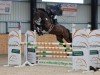 jumper Crasy Kandela (Oldenburg show jumper, 2018, from Karajan)