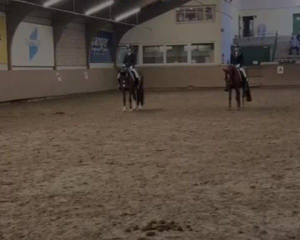 Video of MS Javaluna
