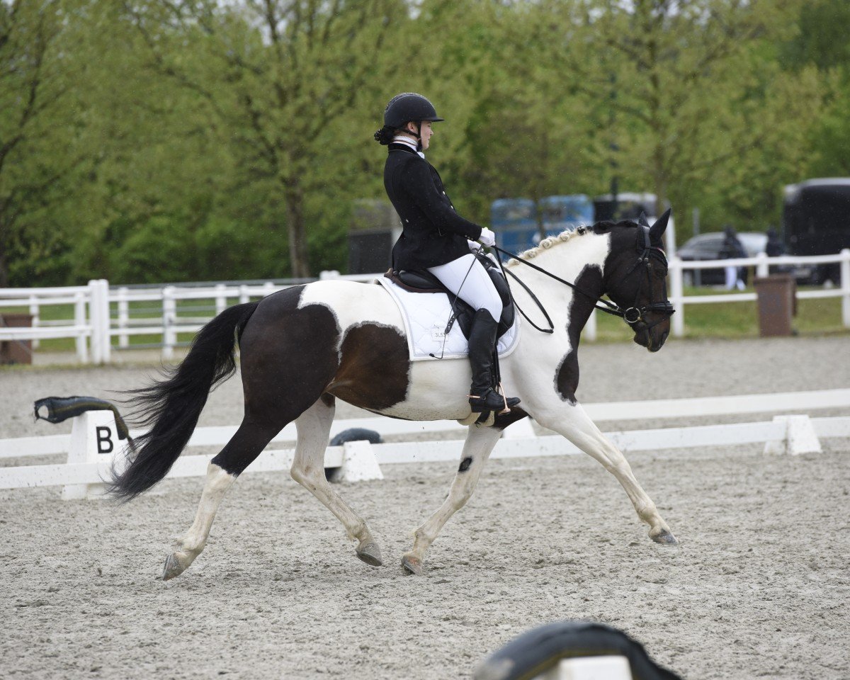 Dressurpferd Laranta (KWPN (Niederländisches Warmblut), 2016, von Ebony)