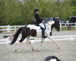 dressage horse Laranta (KWPN (Royal Dutch Sporthorse), 2016, from Ebony)