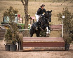 jumper Starlet 97 (German noble blood horse, 2021, from Räuberfürst)