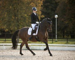 dressage horse Carlsson B 2 (German Riding Pony, 2008, from Charm of Nibelungen)
