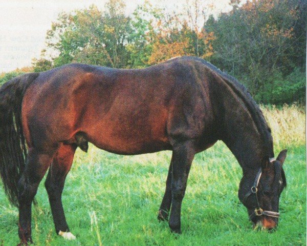horse Peppys Tiger Sam (Quarter Horse, 1978, from Tiger Spark)
