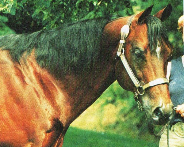 Deckhengst Frost San (Quarter Horse, 1983, von Doc's Jack Frost)