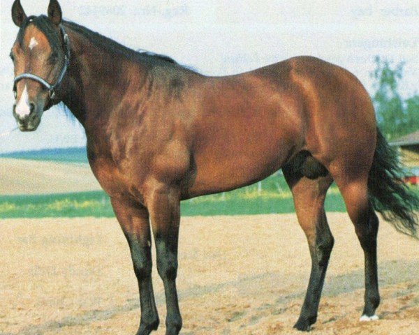 horse Mr Tidy Top (Quarter Horse, 1986, from Topsail Cody)