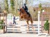 jumper Balira 3 (Holsteiner, 2021, from Balturo Fromecs)