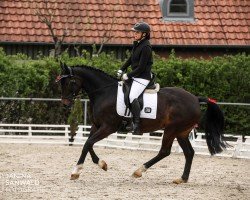 horse Carmella (Latvian Warmblood, 2019, from Cesano II)