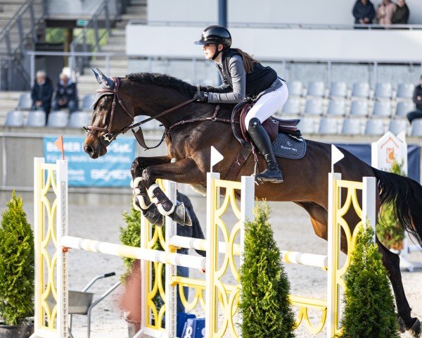 jumper Fangio STO (Zangersheide riding horse, 2017, from Fantomas de Muze)