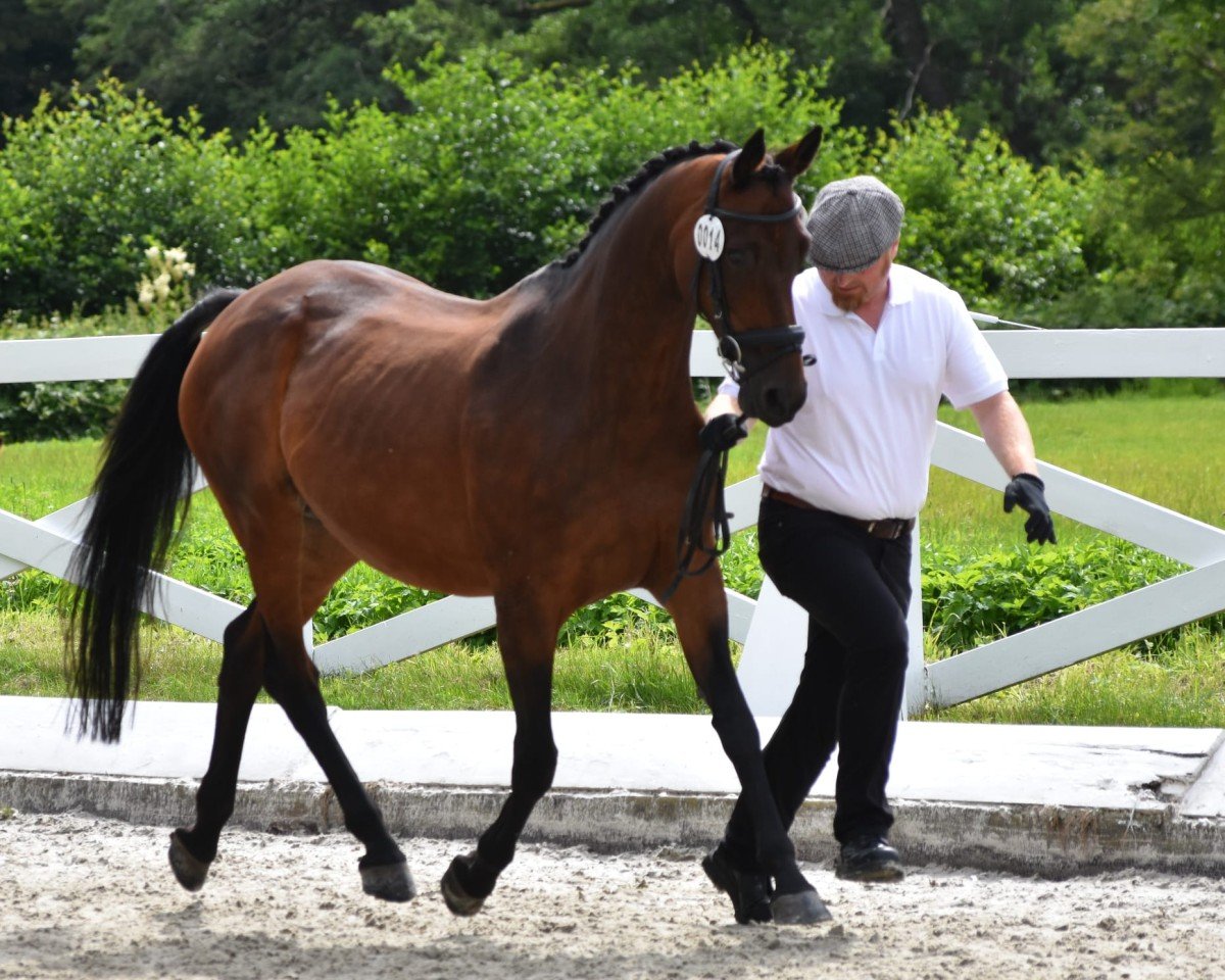 broodmare Zaubermaid (Trakehner, 2008, from Payano 159 FIN)