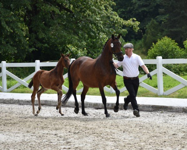 Dressurpferd Zauberwind (Trakehner, 2024, von Finckenstein TSF)