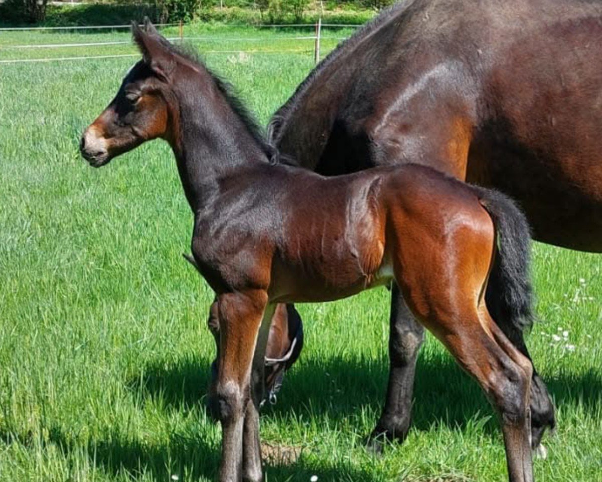 Fohlen von Zaubergold (Trakehner, 2025, von Schwarzgold)