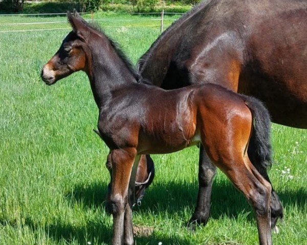 foal by Zaubergold (Trakehner, 2025, from Schwarzgold)