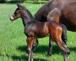 foal by Zaubergold (Trakehner, 2025, from Schwarzgold)
