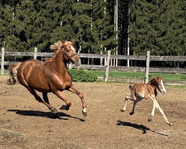 foal by Noble Nalaya Mk (German Riding Pony, 2025, from Noble Dance NRW)