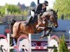 jumper U`Brain von Barlo (Westphalian, 2019, from United Touch S)