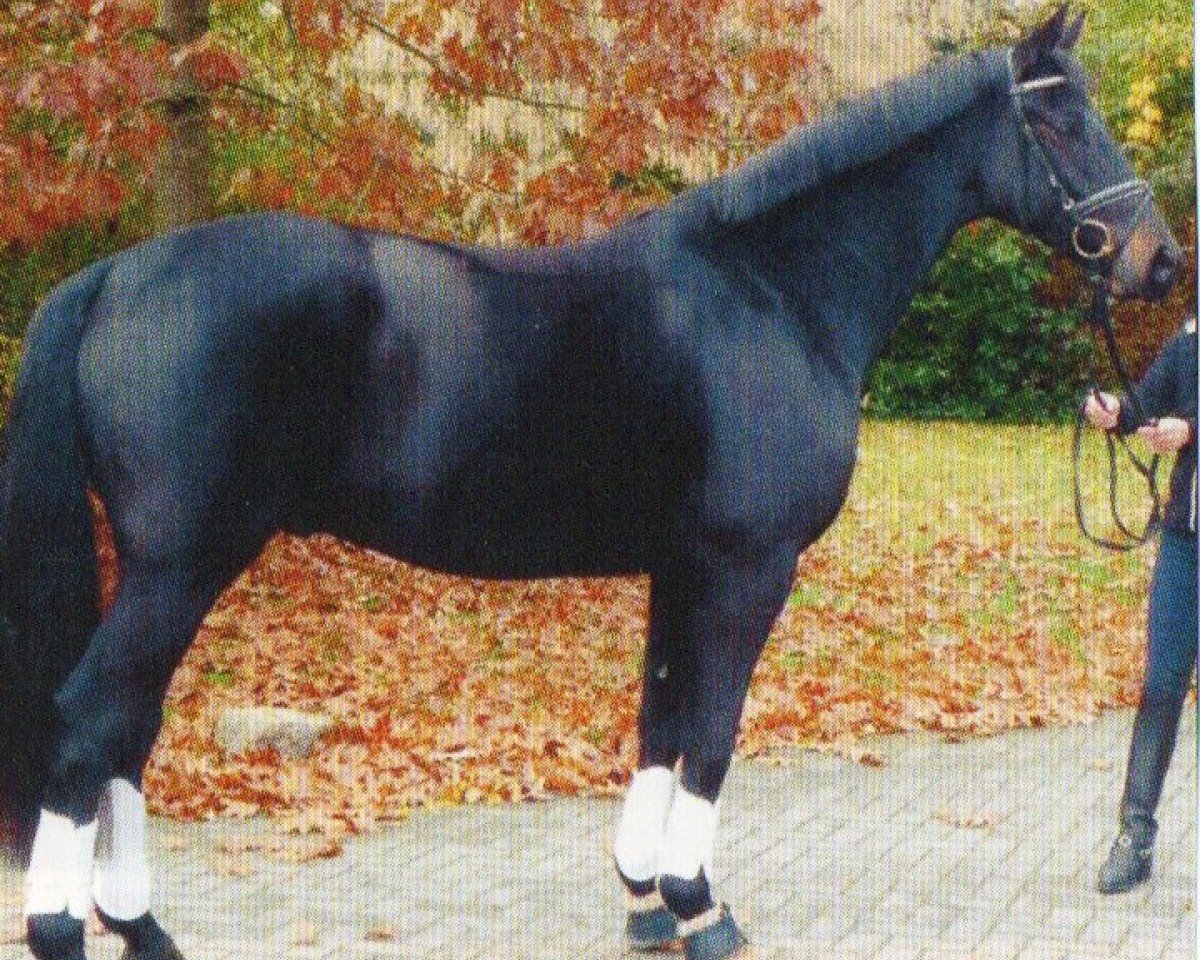 dressage horse Diamond Sky 6 (Hanoverian, 2005, from Dauphin)