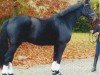 dressage horse Diamond Sky 6 (Hanoverian, 2005, from Dauphin)