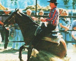 horse Codys Major Clone (Quarter Horse, 1988, from Codys Clone)