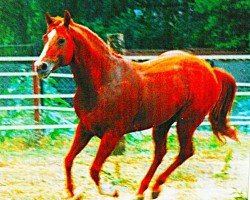 stallion Chipper Colonel (Quarter Horse, 1985, from Colonel Freckles)