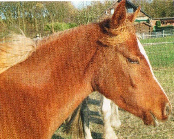 horse Ginger (Arabian, 2008, from El Asari ox)