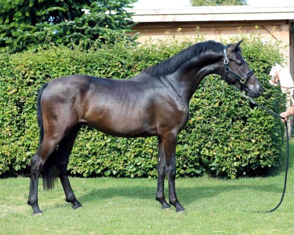 dressage horse Totally Perfect (German Riding Pony, 2022, from Glock's Toto Jr.)