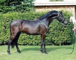 dressage horse Totally Perfect (German Riding Pony, 2022, from Glock's Toto Jr.)