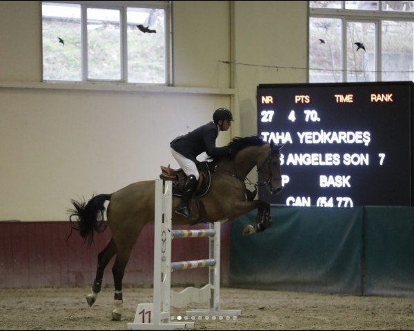 jumper Los Angeles Son (Oldenburg show jumper, 2014, from Los Angeles)