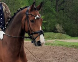 dressage horse Lessario (Holsteiner, 2017, from Lissaro)