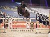 jumper Shelby (Danish Warmblood, 2010, from Tailormade Stardust)