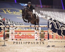jumper Shelby (Danish Warmblood, 2010, from Tailormade Stardust)