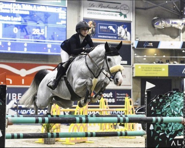 jumper Single Lord (Italian Warmblood, 2014, from Singulord Joter)