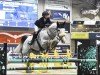 jumper Single Lord (Italian Warmblood, 2014, from Singulord Joter)