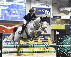 jumper Single Lord (Italian Warmblood, 2014, from Singulord Joter)