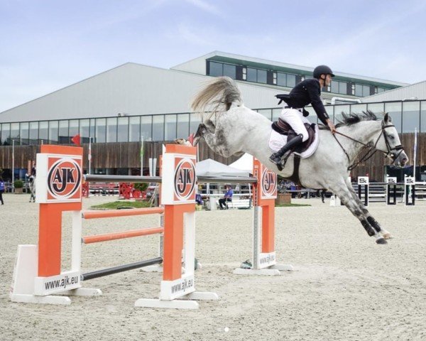 jumper Carizma (Swedish Warmblood, 2011, from Cabachon)